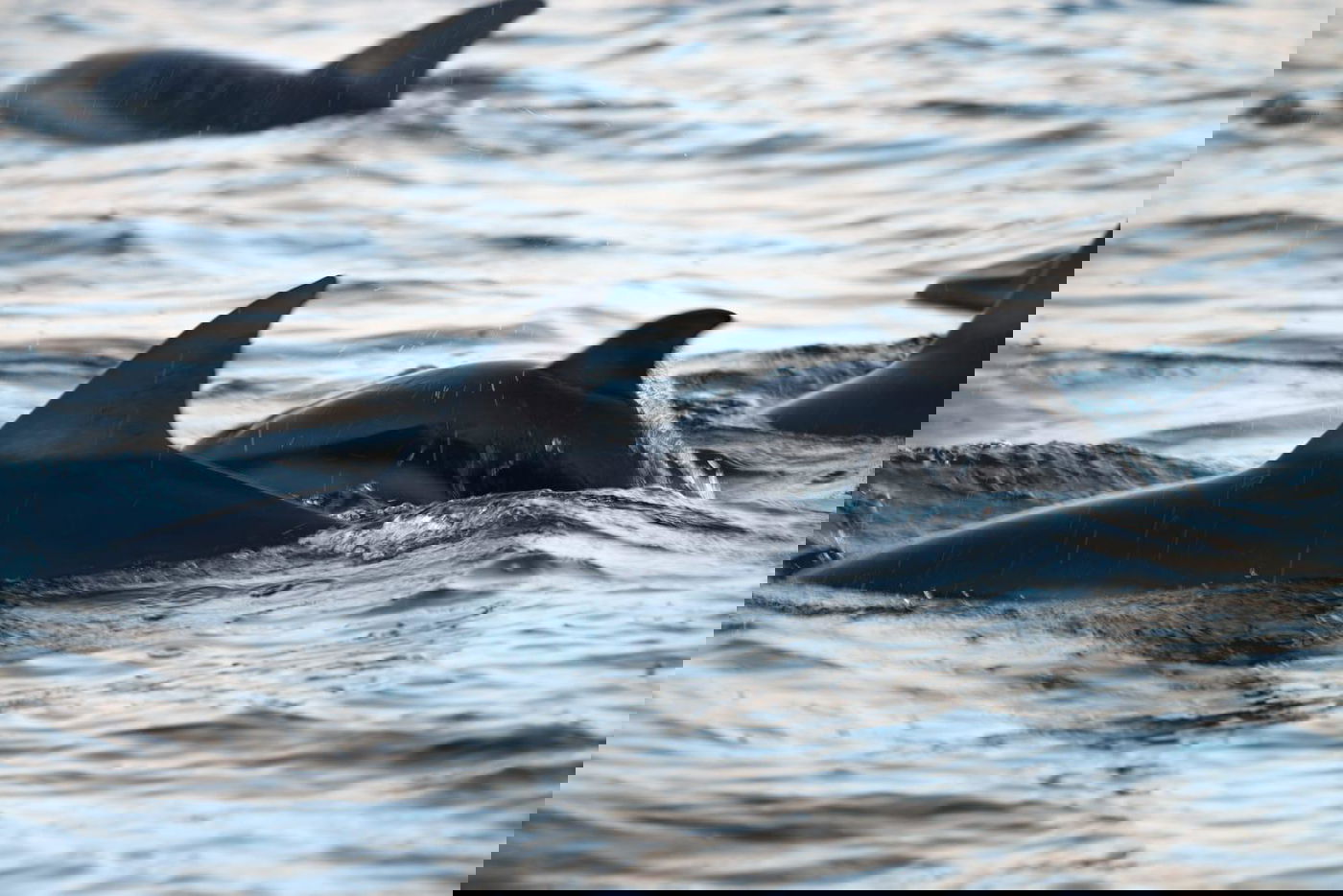 תיעוד מלהיב: להקת דולפינים מלווה הפלגה