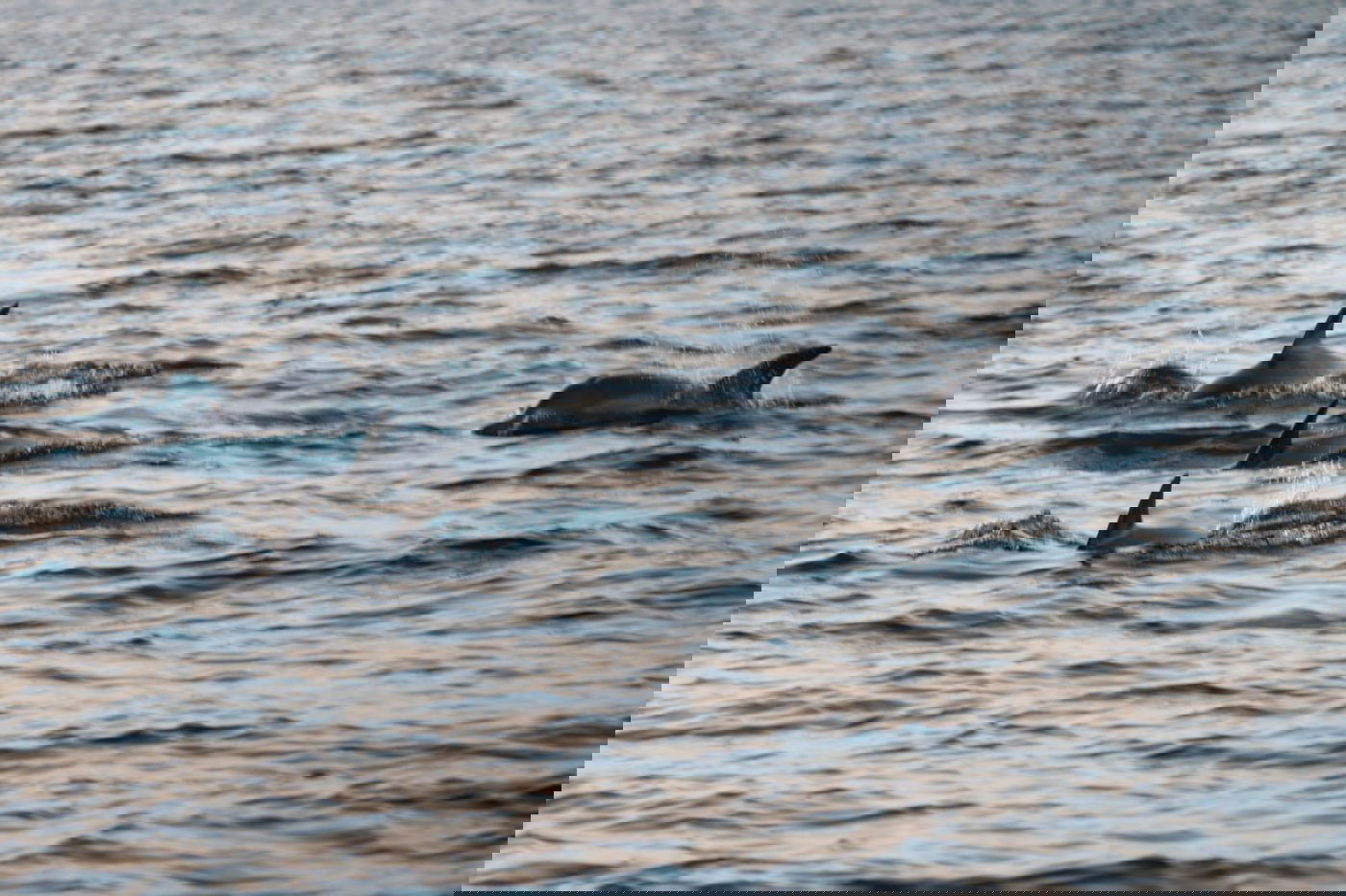 תיעוד מלהיב: להקת דולפינים מלווה הפלגה