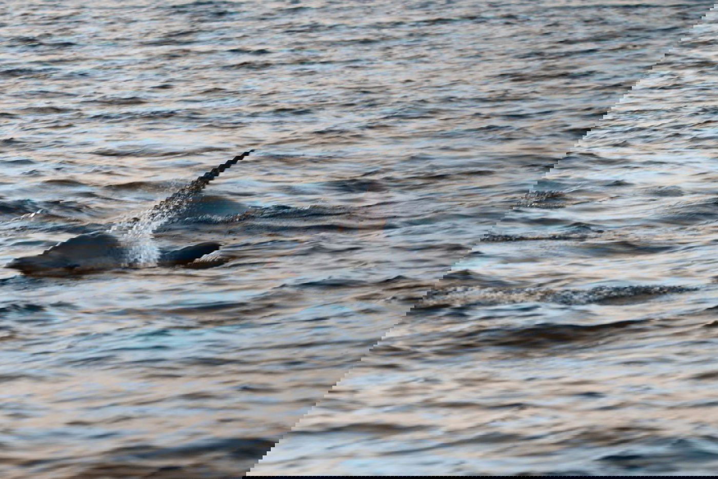 תיעוד מלהיב: להקת דולפינים מלווה הפלגה
