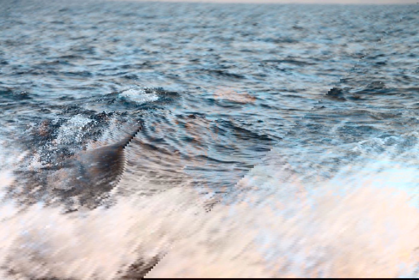 תיעוד מלהיב: להקת דולפינים מלווה הפלגה