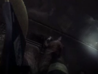 תיעוד מקסדת הכבאי: חילוץ החתול מהאש