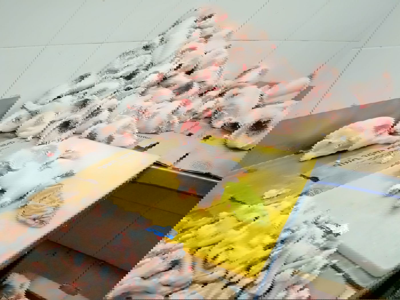 המשטרה תפסה כ-4 טונות של בשר שלא ראוי למאכל