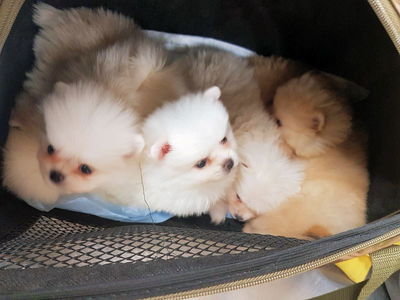 הגורים שנתפסו