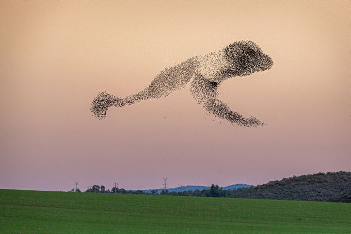 גלריה מרהיבה במיוחד: להקת זרזירים בנגב