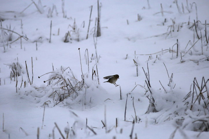תיעוד: השלג הראשון השנה ברמת הגולן