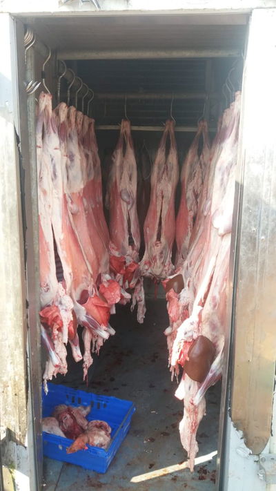 בכפר הערבי: נחשפה משחטת בשר פיראטית