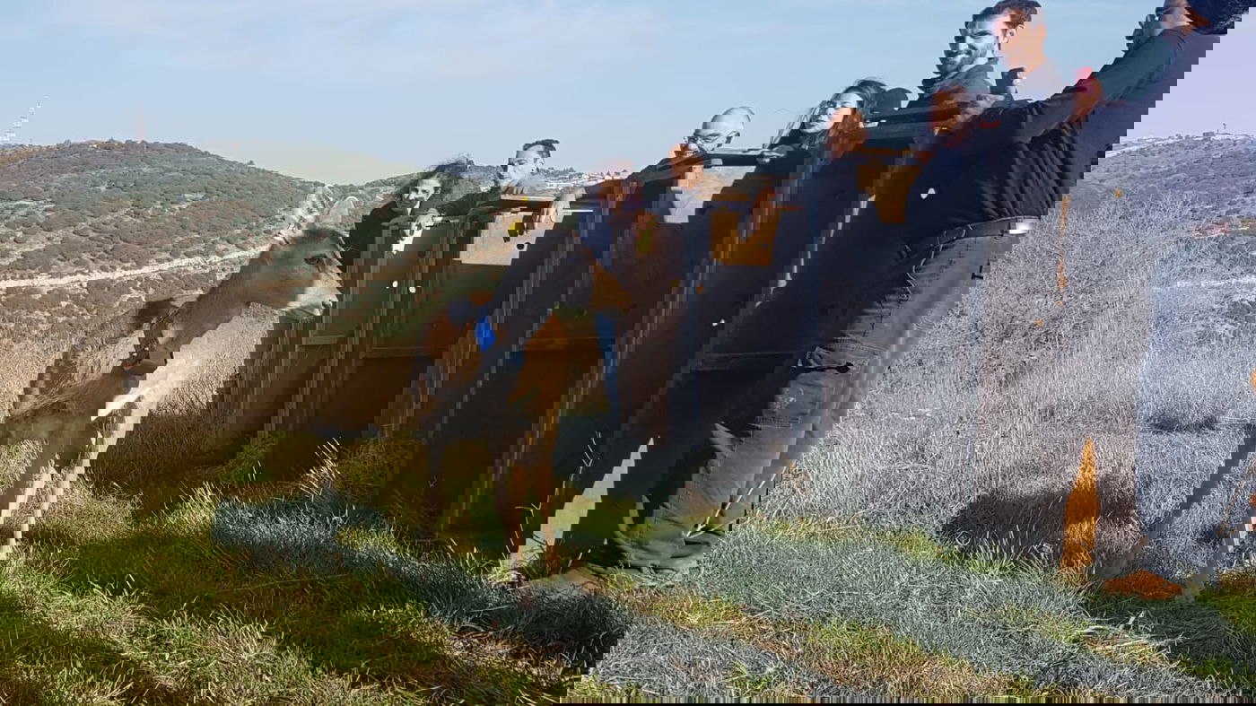 שמונה יחמורים שוחררו לטבע בגליל העליון