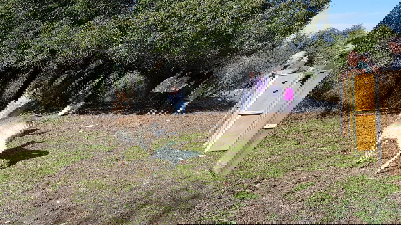 שמונה יחמורים שוחררו לטבע בגליל העליון