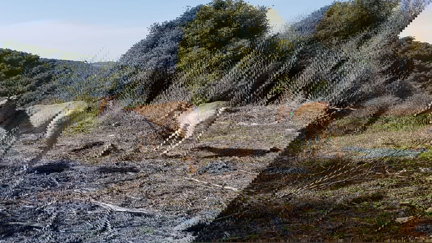 שמונה יחמורים שוחררו לטבע בגליל העליון