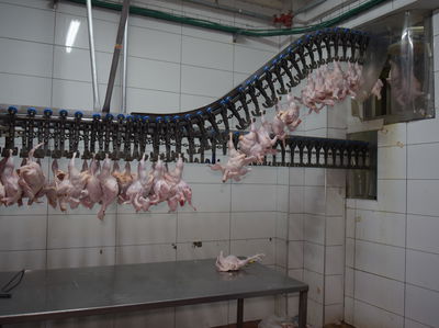 צפו: איך פועלת משחטה פיראטית בכפר הערבי