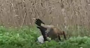 תיעוד נדיר ומפתיע: חתול ביצות טורף עגור