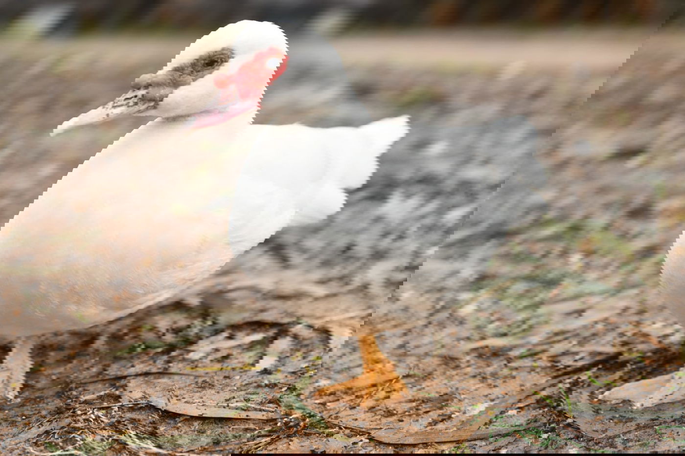 טיול חורפי ומצולם לפארק הלאומי ברמת גן