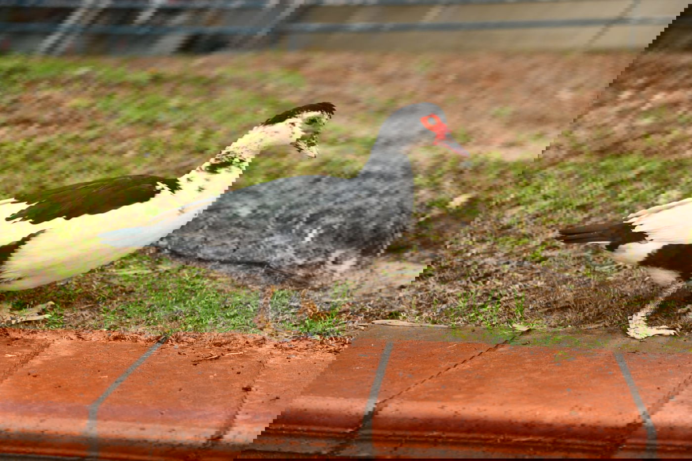 טיול חורפי ומצולם לפארק הלאומי ברמת גן