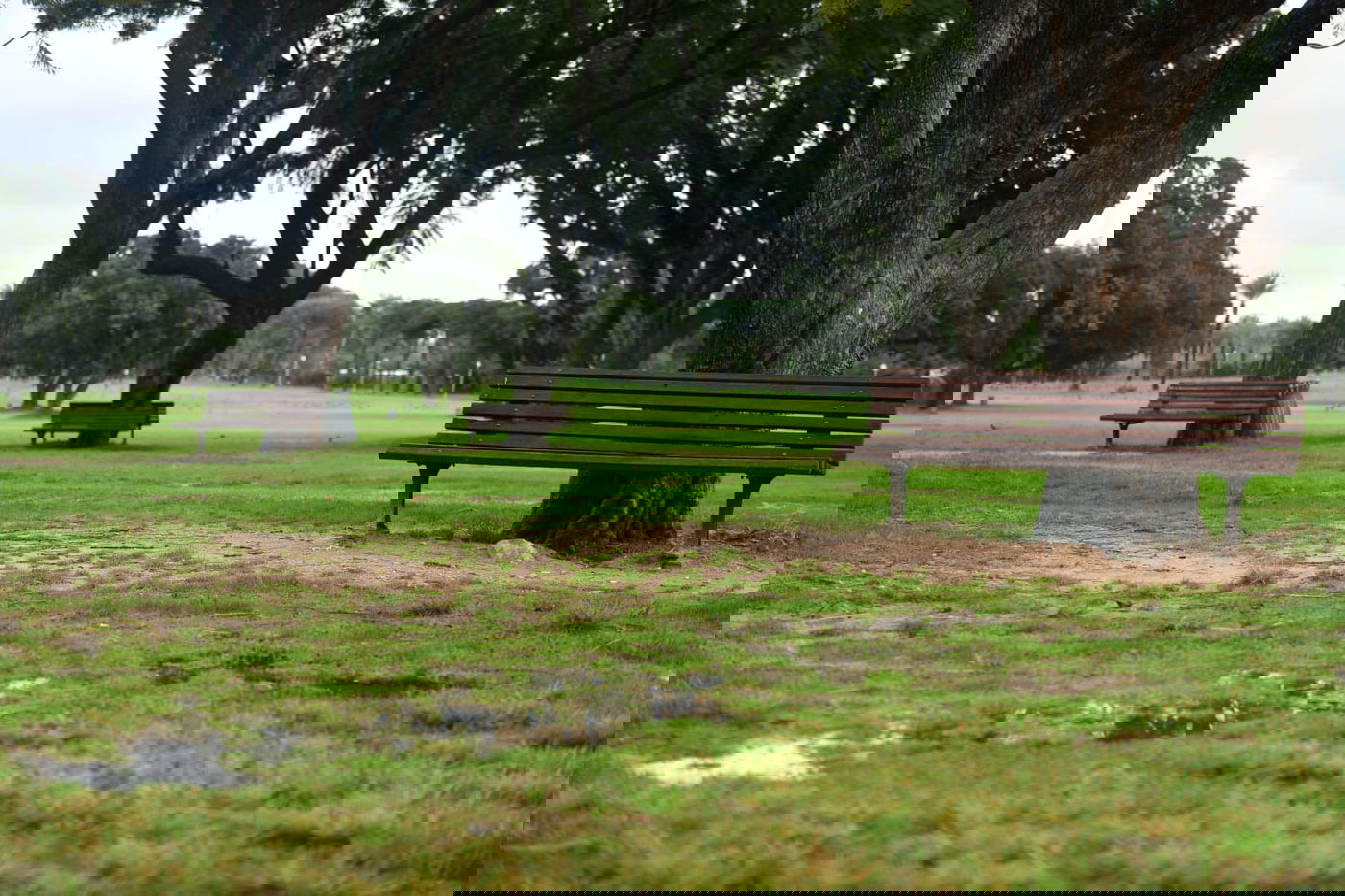 טיול חורפי ומצולם לפארק הלאומי ברמת גן