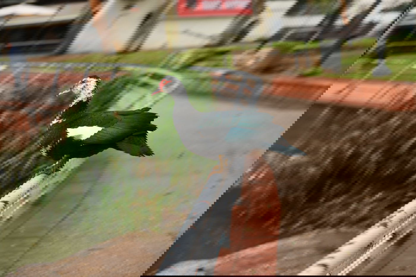 טיול חורפי ומצולם לפארק הלאומי ברמת גן