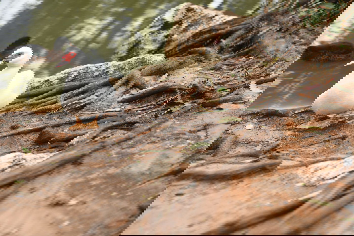 טיול חורפי ומצולם לפארק הלאומי ברמת גן