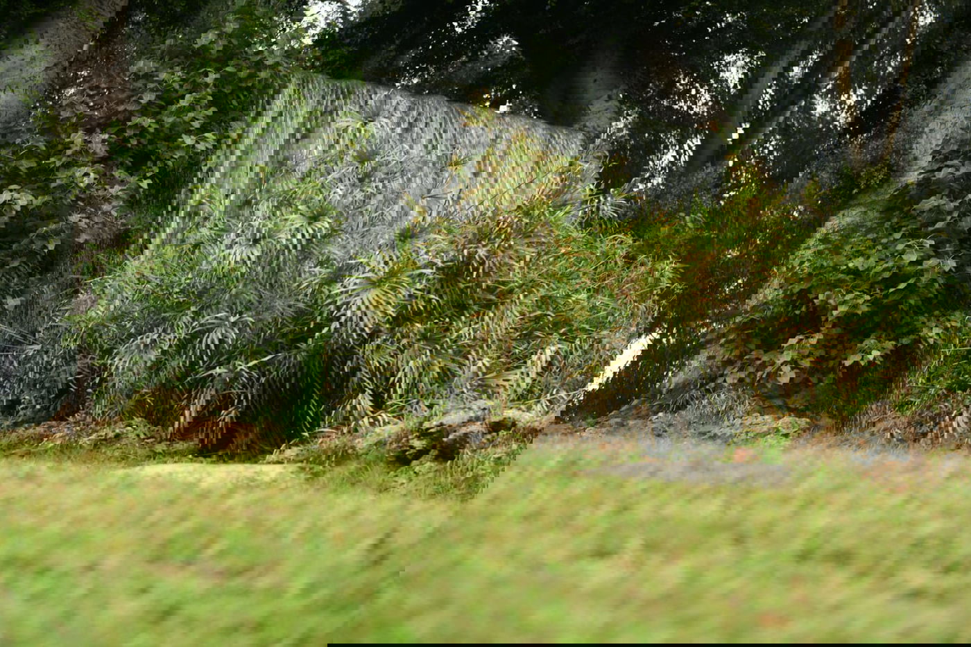 טיול חורפי ומצולם לפארק הלאומי ברמת גן