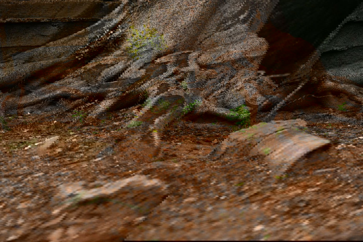 טיול חורפי ומצולם לפארק הלאומי ברמת גן