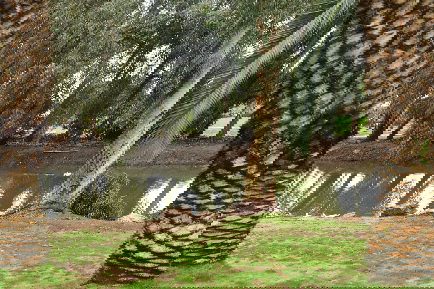 טיול חורפי ומצולם לפארק הלאומי ברמת גן