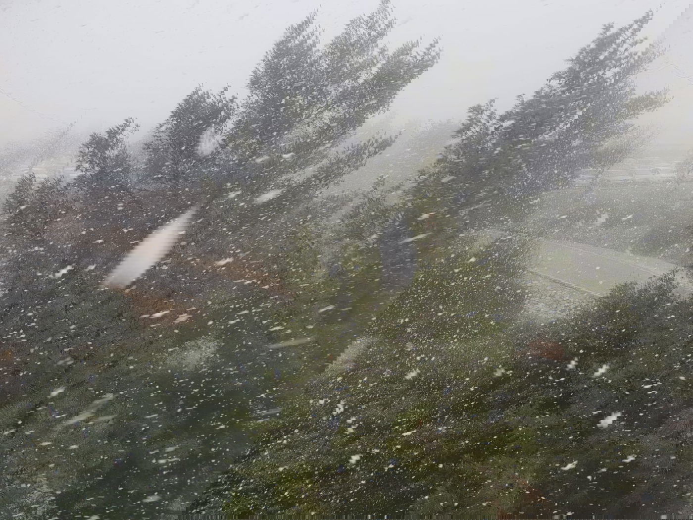 צפו בפתיתי השלג הרכים, שירדו בגוש עציון