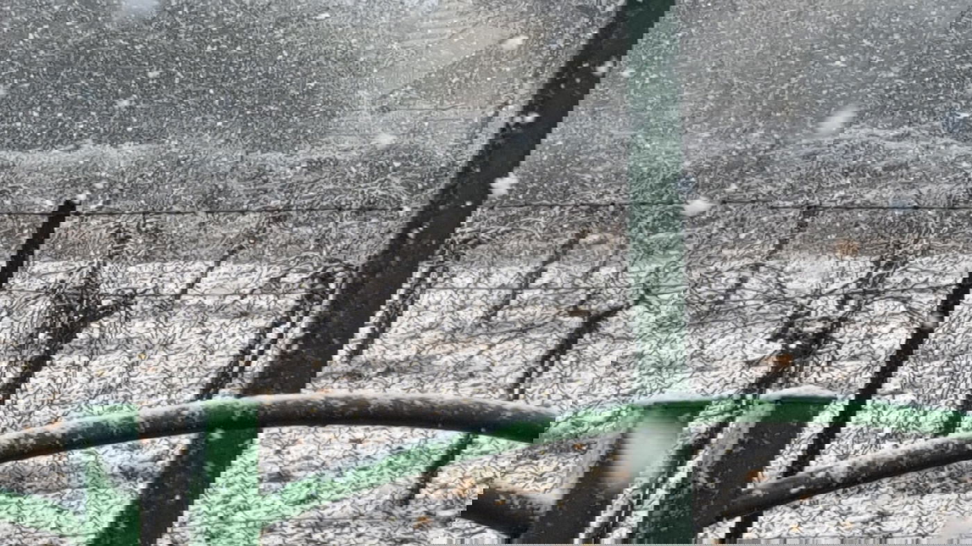 צפו בפתיתי השלג הרכים, שירדו בגוש עציון