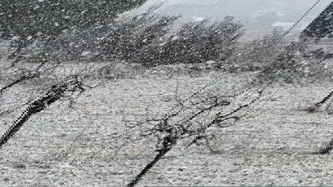 צפו בפתיתי השלג הרכים, שירדו בגוש עציון