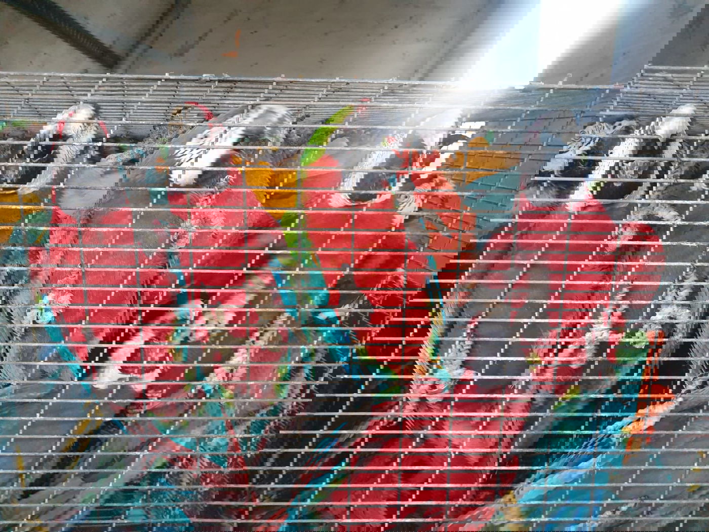 סוכלה גניבת תוכים בשווי של כמיליון שקלים