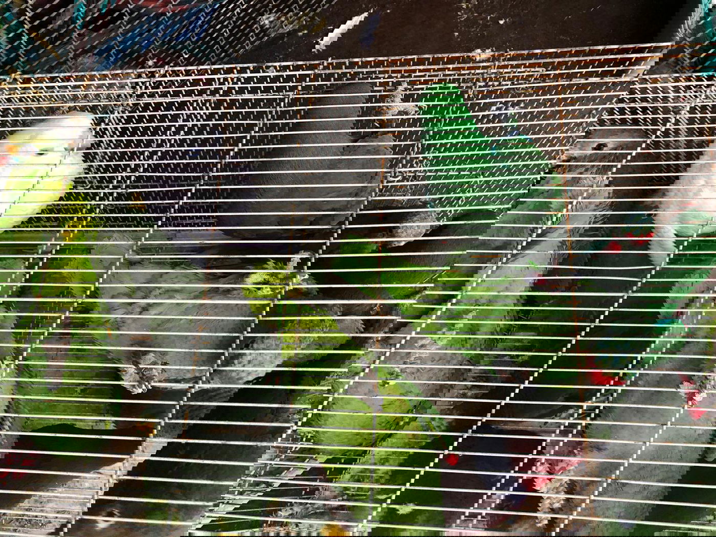 סוכלה גניבת תוכים בשווי של כמיליון שקלים