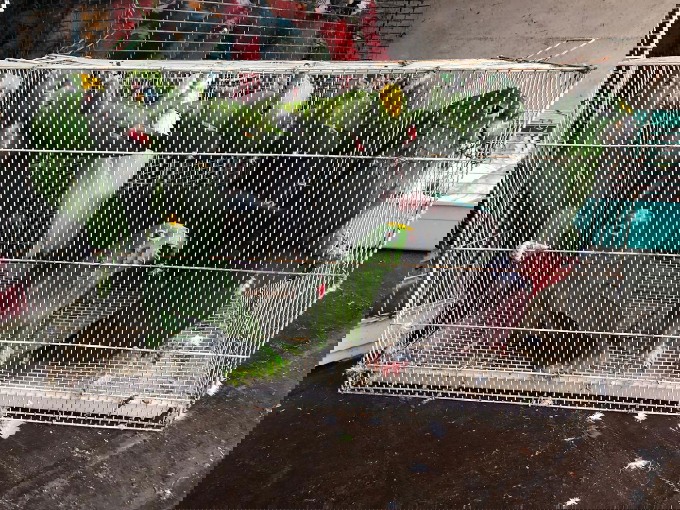 סוכלה גניבת תוכים בשווי של כמיליון שקלים