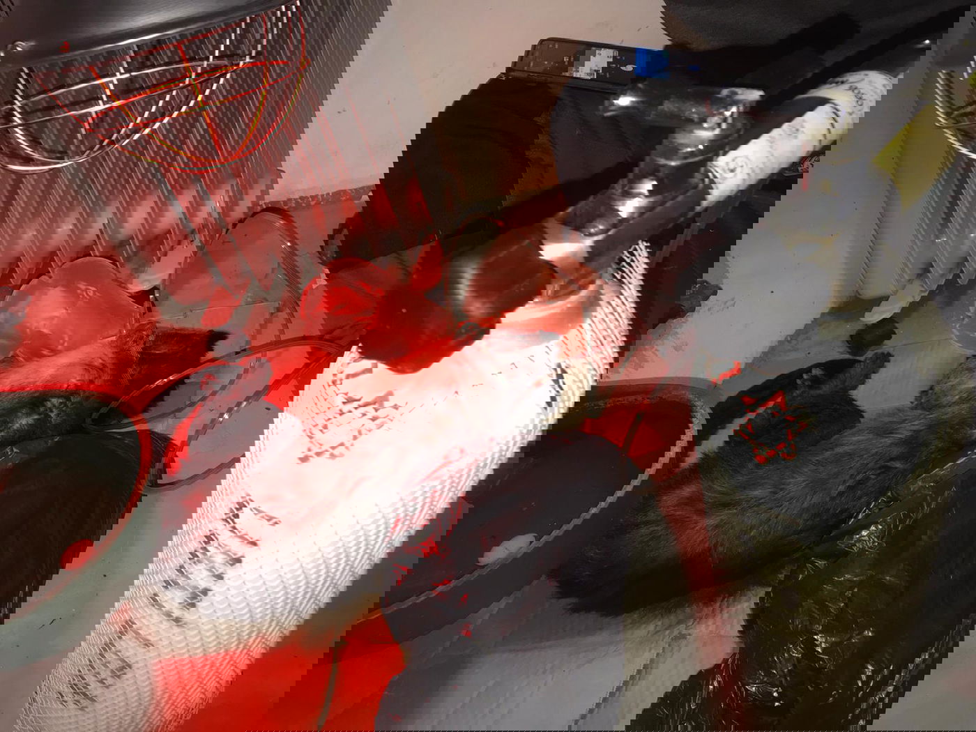 האשפוז של הקוף