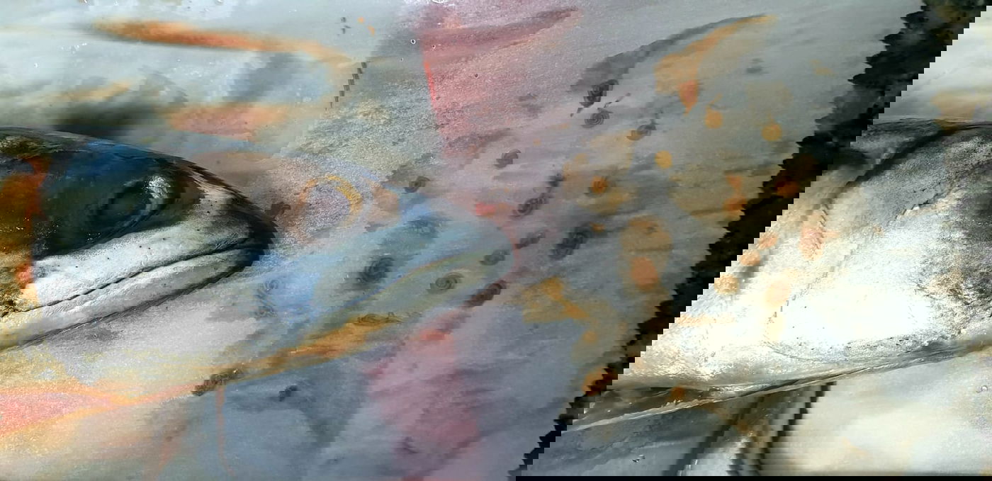 קניתם דג 'כשר למהדרין'? ייתכן שנכשלתם באכילת תולעים