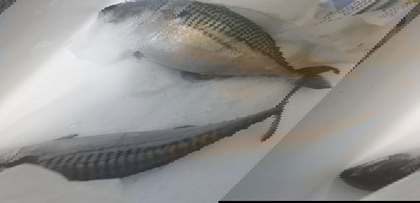 קניתם דג 'כשר למהדרין'? ייתכן שנכשלתם באכילת תולעים