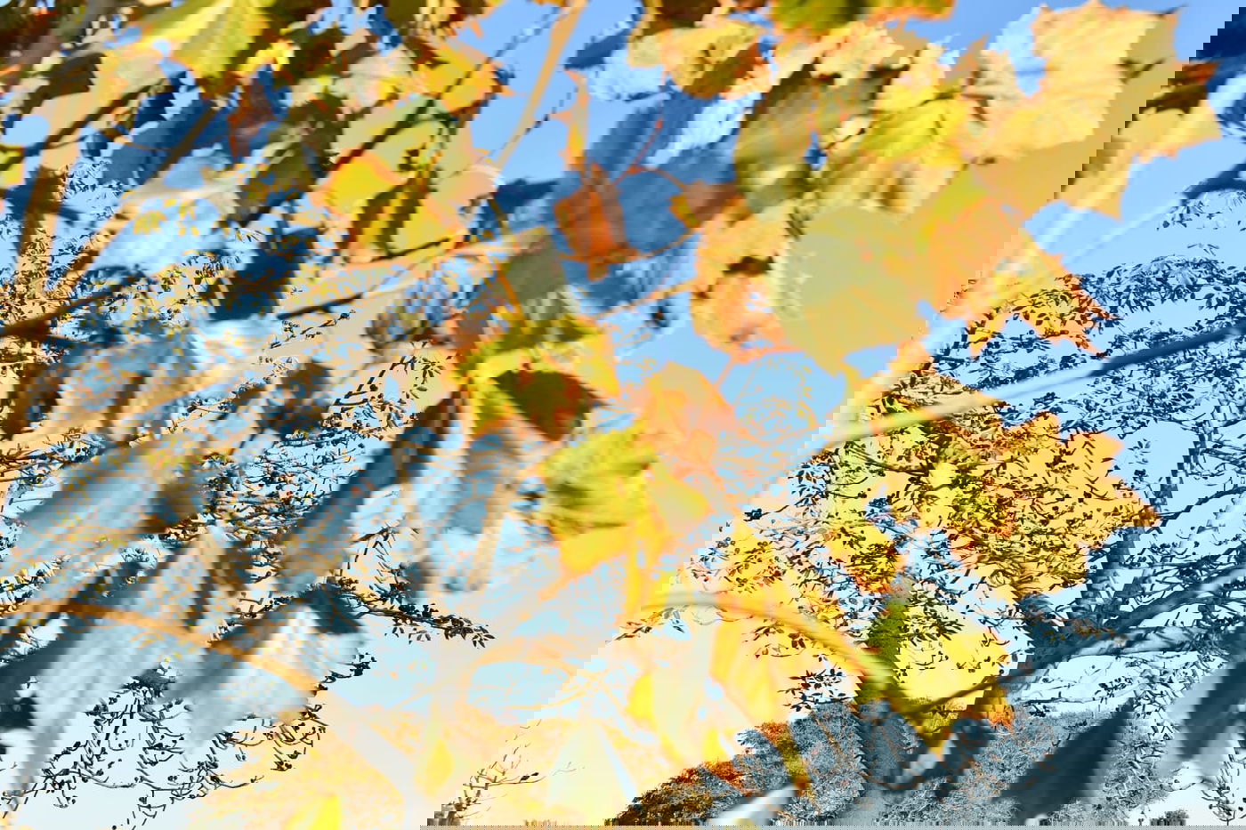 גלריית חורף מפארק מנחם בגין בתל אביב