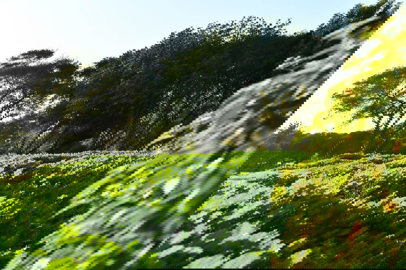 גלריית חורף מפארק מנחם בגין בתל אביב