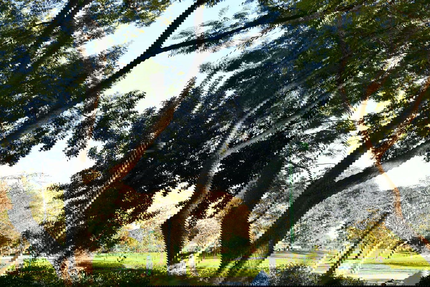 גלריית חורף מפארק מנחם בגין בתל אביב