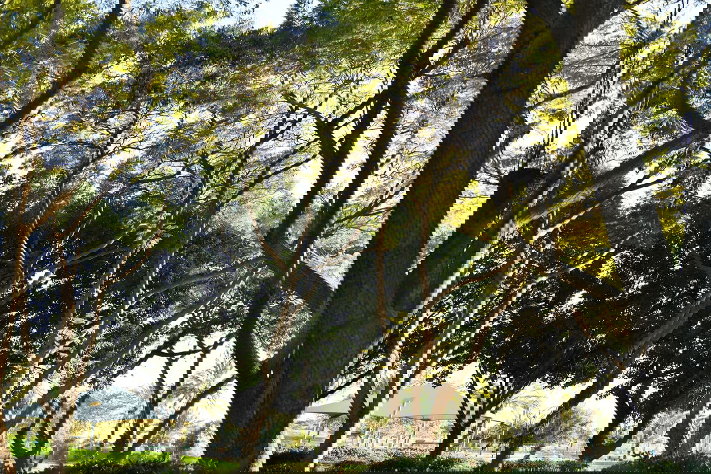 גלריית חורף מפארק מנחם בגין בתל אביב