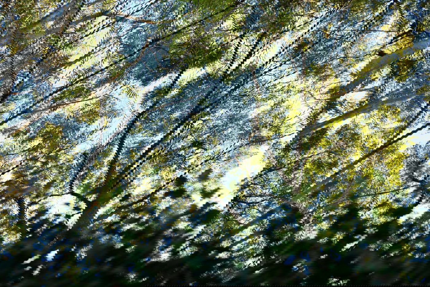 גלריית חורף מפארק מנחם בגין בתל אביב