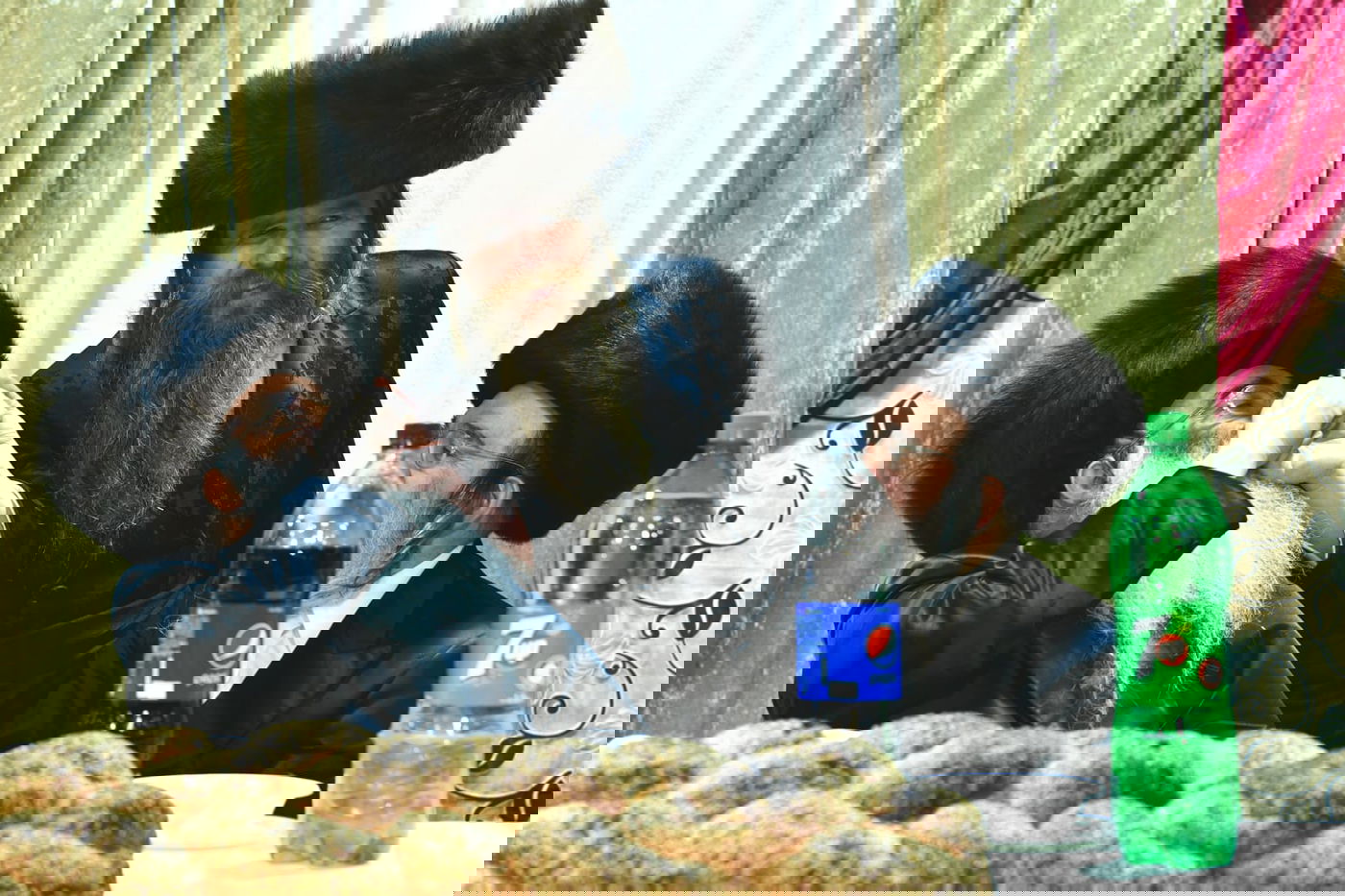 צפו: אלפים בחתונת בת המשפיע רבי מיילך בידרמן