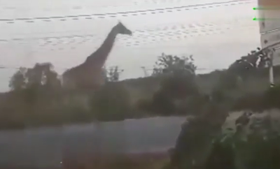 צפו: הג'ירפה שנמלטה משגעת את תאילנד