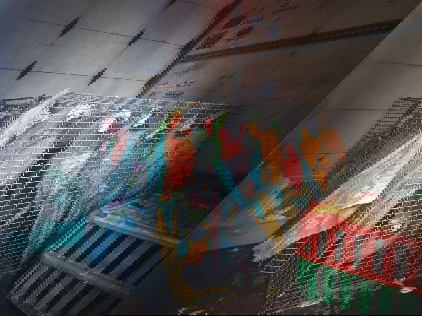 צפו: גנב תוכים נשלף מרכבו באמצע הכביש