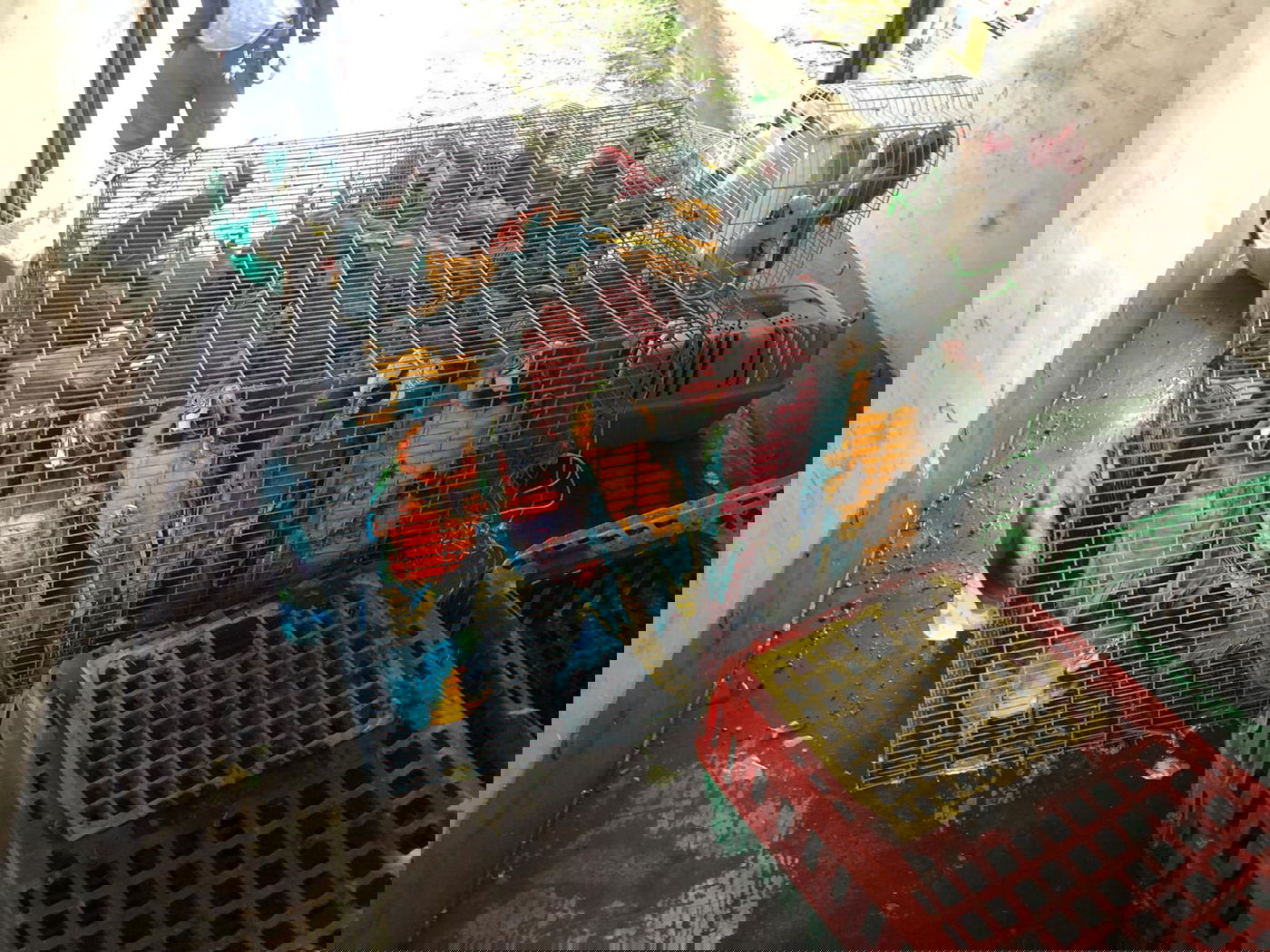 צפו: גנב תוכים נשלף מרכבו באמצע הכביש