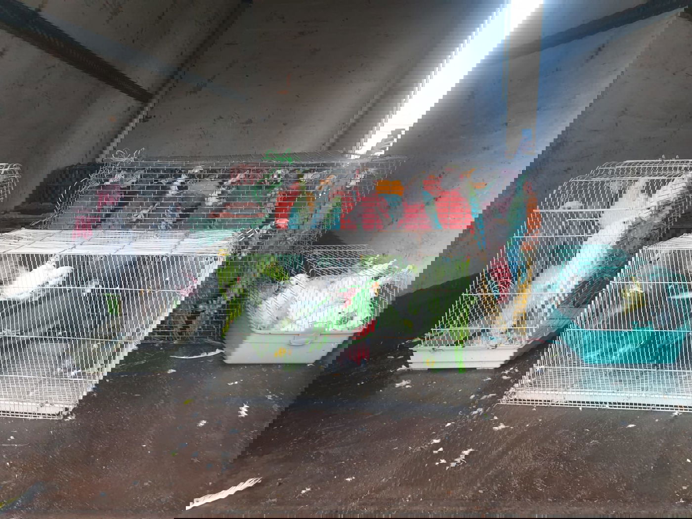 צפו: גנב תוכים נשלף מרכבו באמצע הכביש