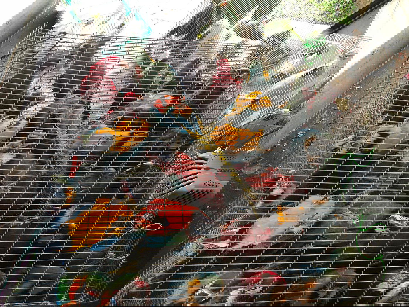 צפו: גנב תוכים נשלף מרכבו באמצע הכביש