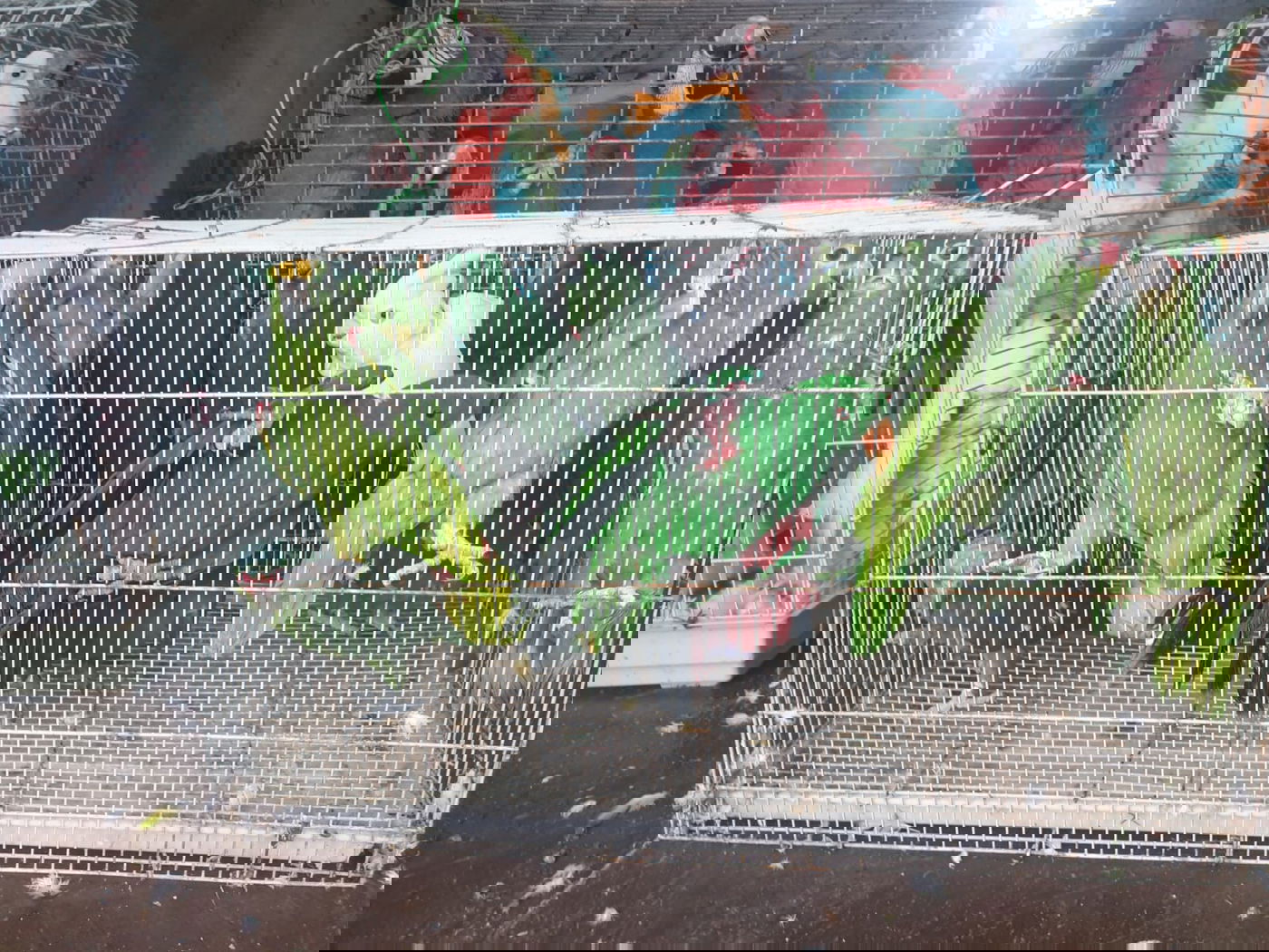 צפו: גנב תוכים נשלף מרכבו באמצע הכביש