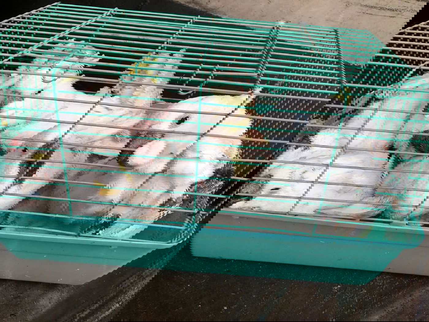 צפו: גנב תוכים נשלף מרכבו באמצע הכביש