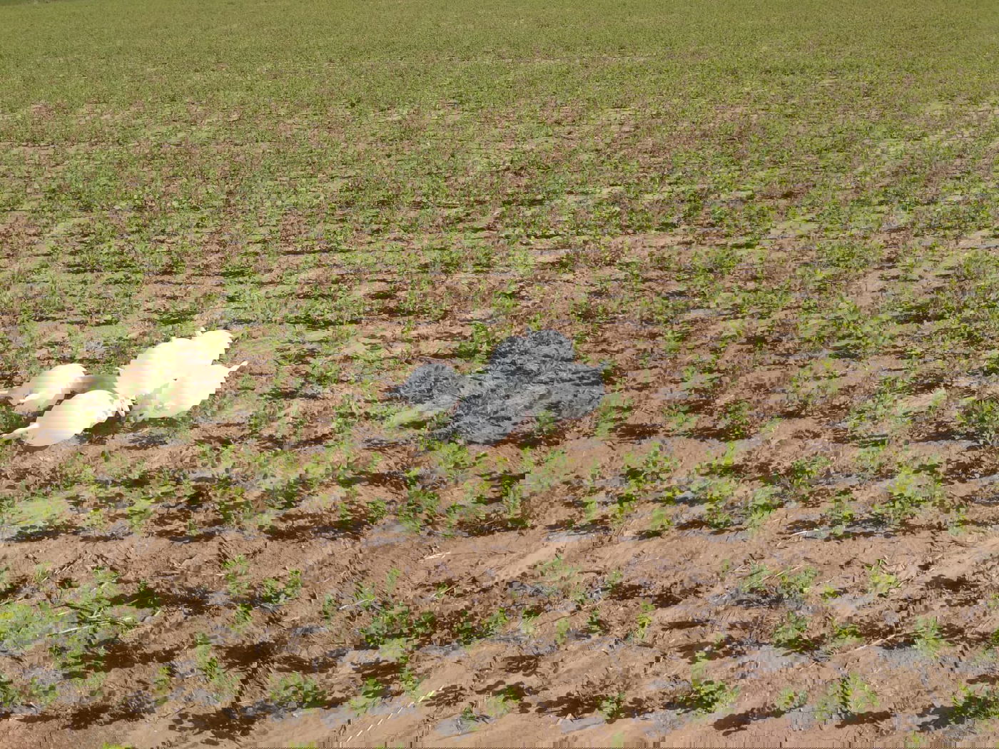 בלונים חשודים עם מטען אותרו בעיר שדרות