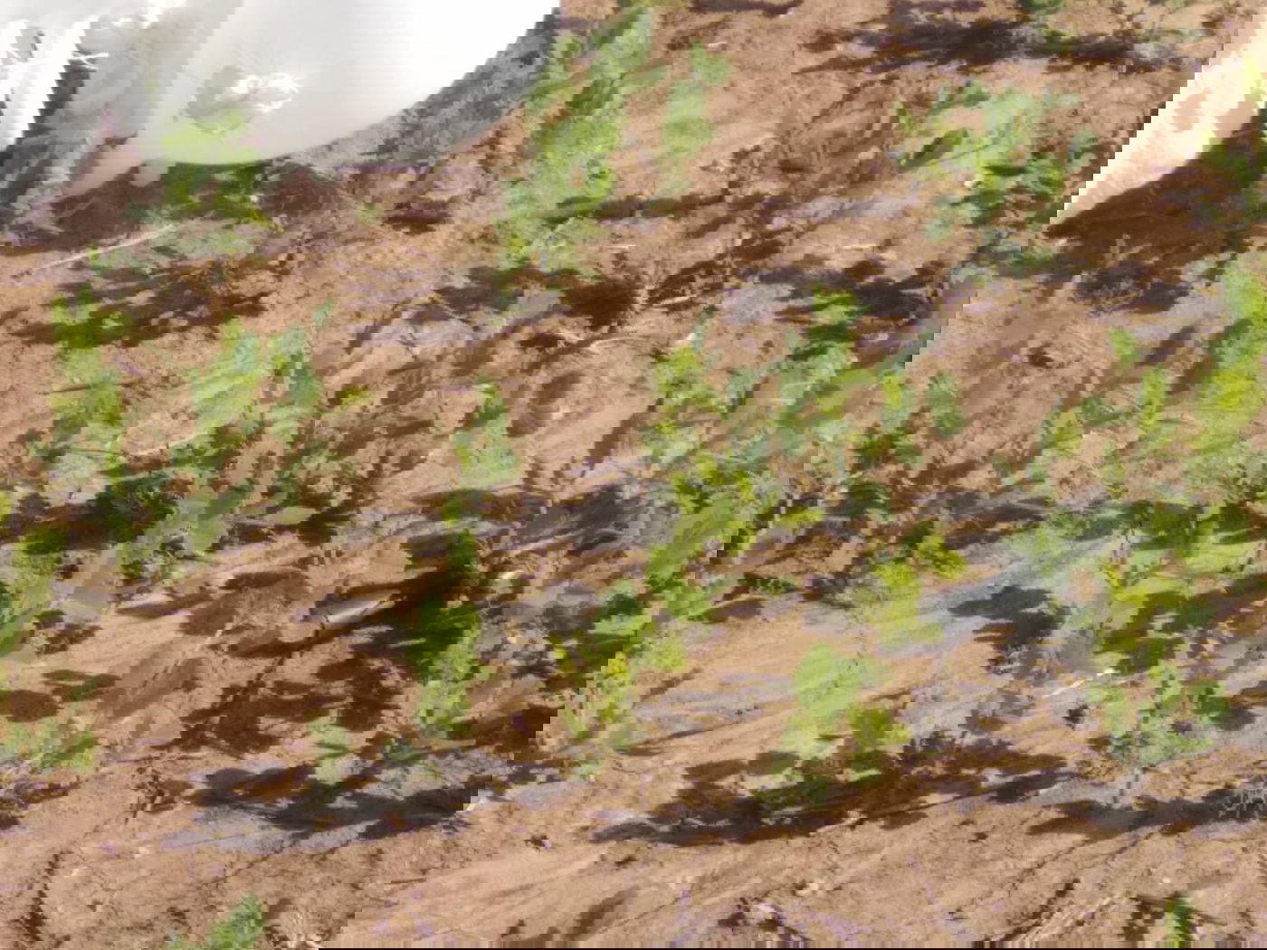 בלונים חשודים עם מטען אותרו בעיר שדרות