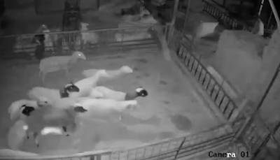 גנבו 31 כבשים באכזריות רבה • צפו בתיעוד