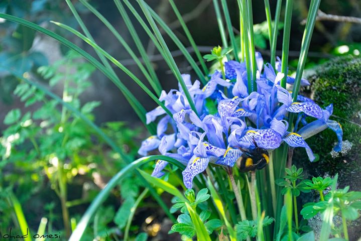 מרהיב: הטורבינות ופריחת אירוס החרמון הנדיר