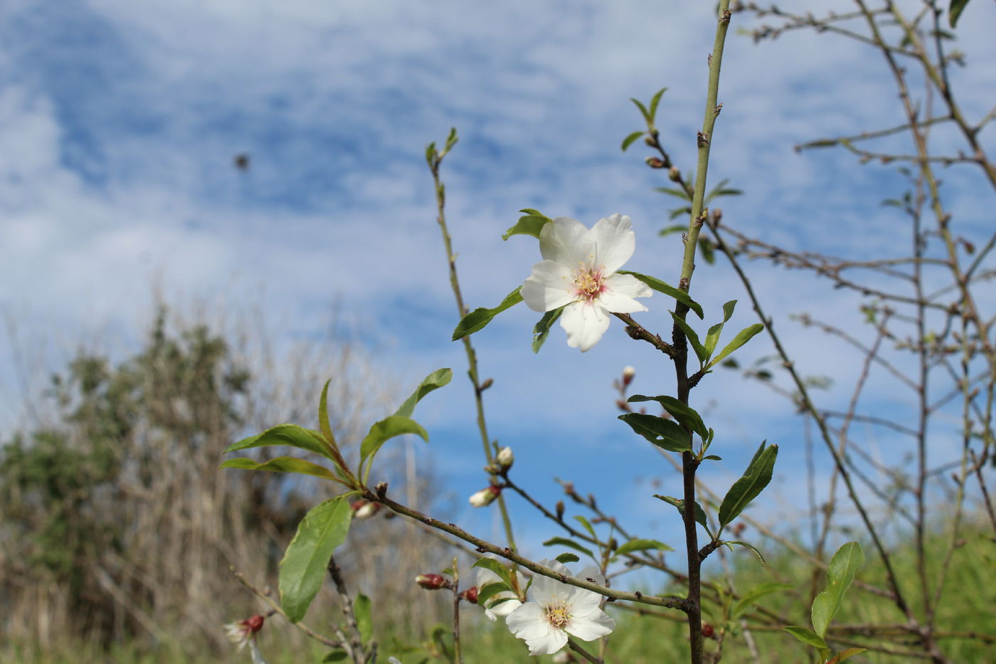 לכבוד ט"ו בשבט: טיול ב"גבעת התיתורה"